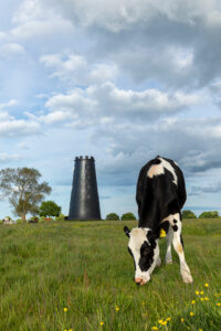 La Vache - Beverley Westwood