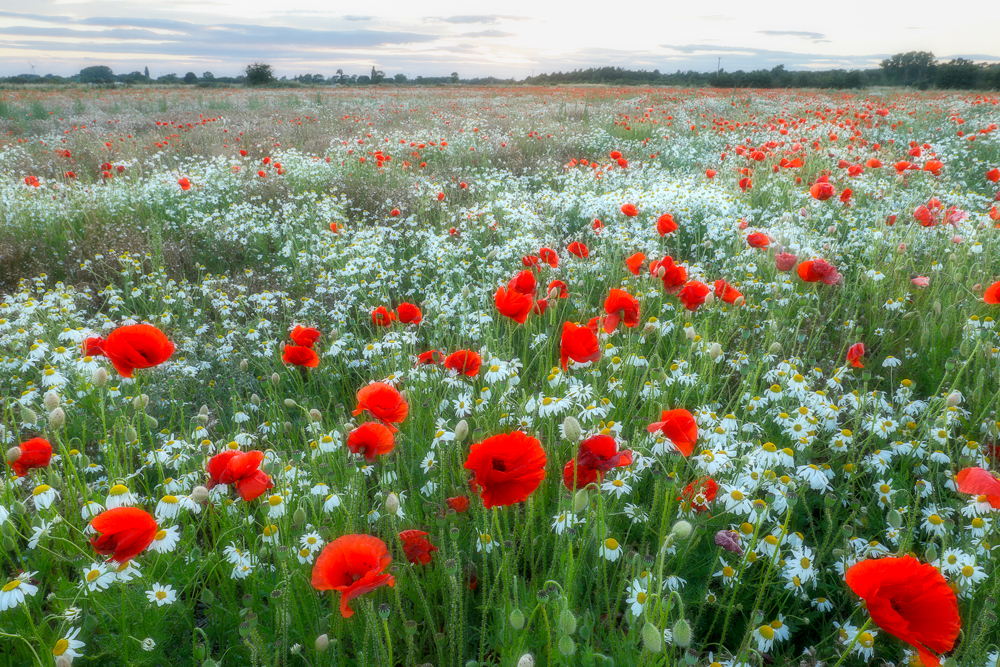 Champs Des Coquelicots