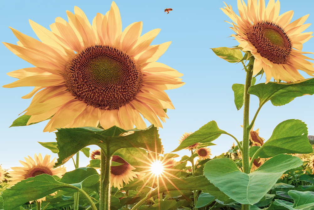 Saisons Des Tournesols