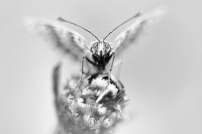 Papillon Assis Sur Une Fleur