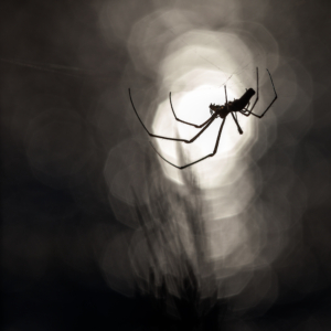 Araignée Dans La Lumière
